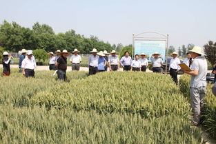 中國(guó)農(nóng)業(yè)科學(xué)院作物科學(xué)研究所趙縣實(shí)驗(yàn)基地小麥試驗(yàn)示范考察紀(jì)實(shí)