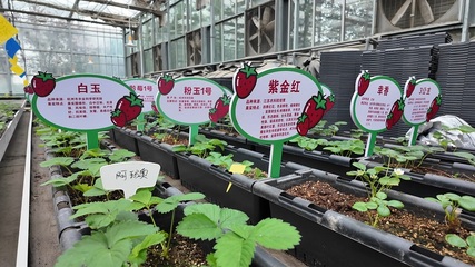 十二師農業科學研究所 以科技創新推動農業高質量發展