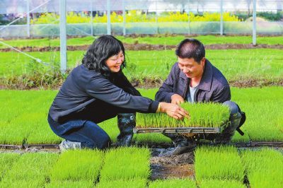 中原糧滿倉 河南小麥高質量發展提速，科技研發引領關鍵五招