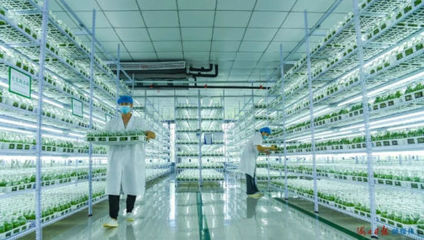 自貿潮頭乘風破浪 ?？谵r業科研試驗發展的創新圖景